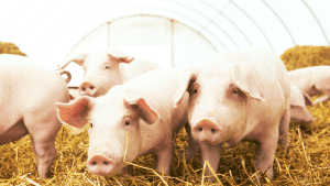 Ekogea's Pig Farming Case Study