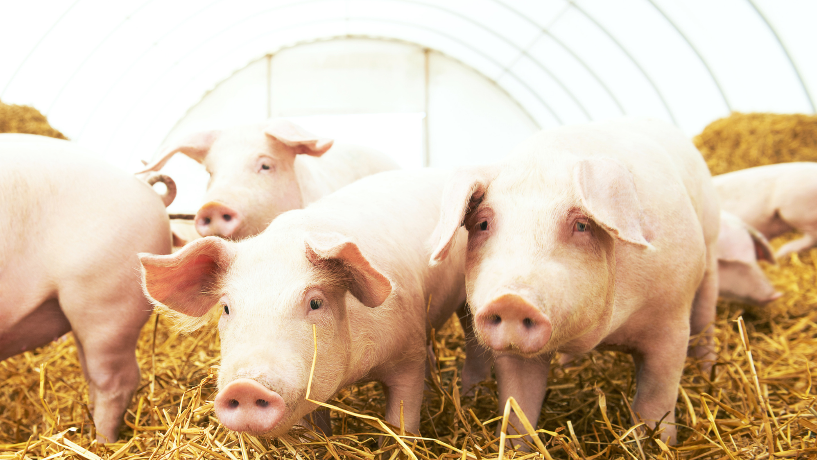 Ekogea's Pig Farming Case Study