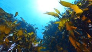 Seaweed is vital in our fight against climate change