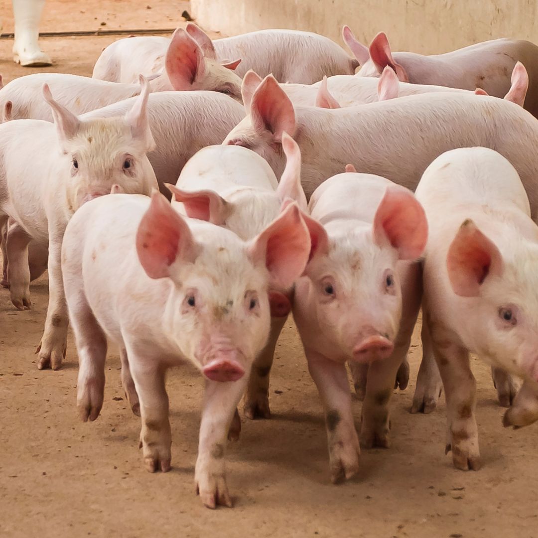BioComplex PLUS gives improvements in Pig Behaviour - Square Photo
