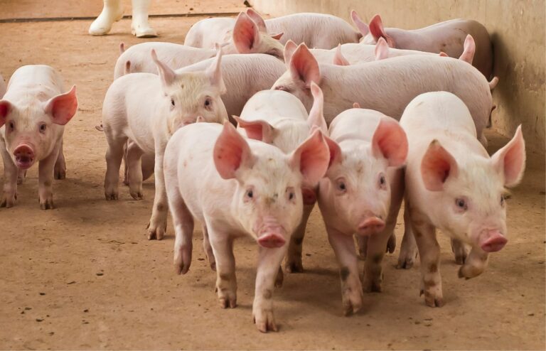 BioComplex PLUS gives improvements in Pig Behaviour