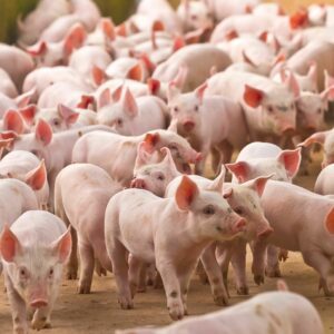 Devon Pig Farmer Sees ‘Marked Effect’ with BioComplex PLUS