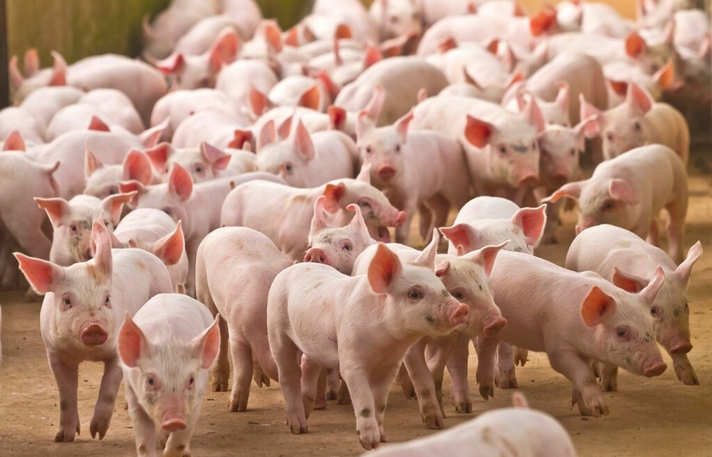 Devon Pig Farmer Sees ‘Marked Effect’ with BioComplex PLUS - Blog Image