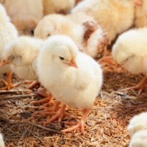 Dramatic reduction in ammonia in pullet rearing sheds