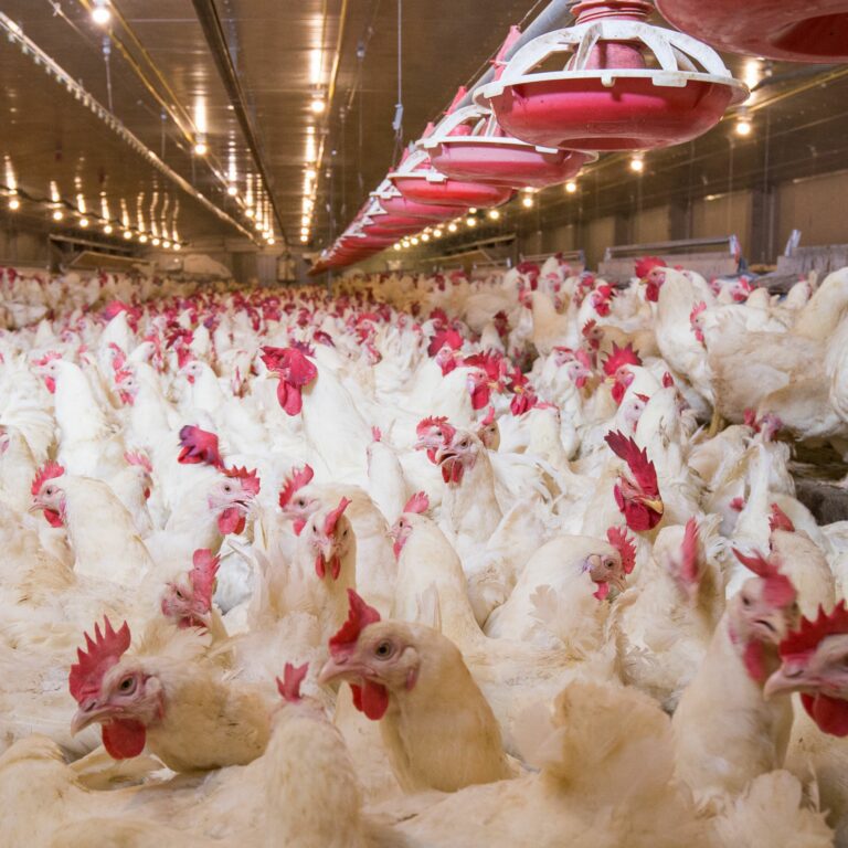 Dramatic reduction in ammonia in poultry sheds